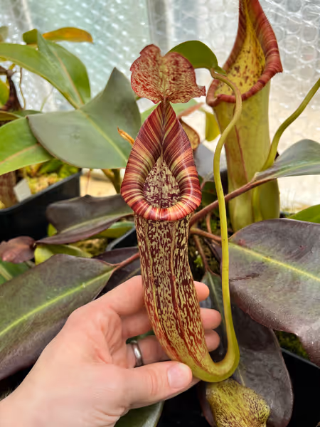 Nepenthes maxima x vogelii: The best of both parents - it's like a larger and more vigorous N. vogelii with a wider, striped peristome