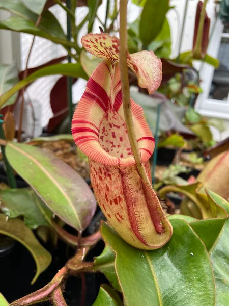 Nepenthes burbidgeae x edwardsiana: The colours become slightly more muted during high summer.