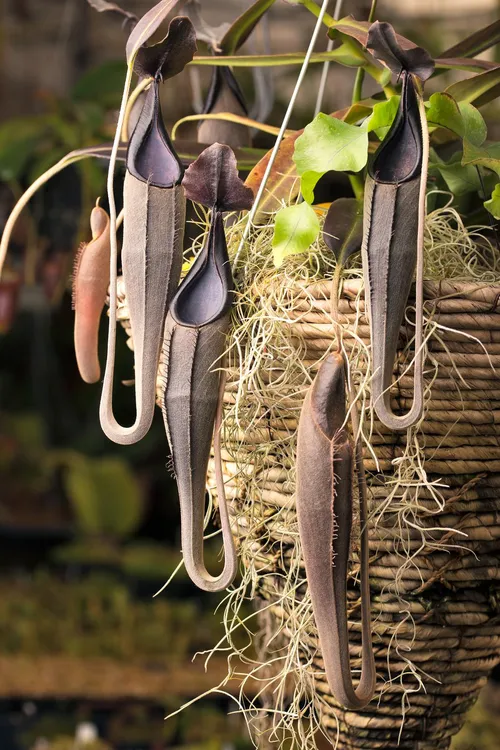 The distinctive shapes and colours of Nepenthes lingulata