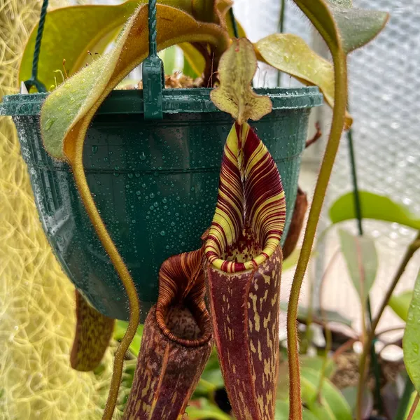 Nepenthes mollis