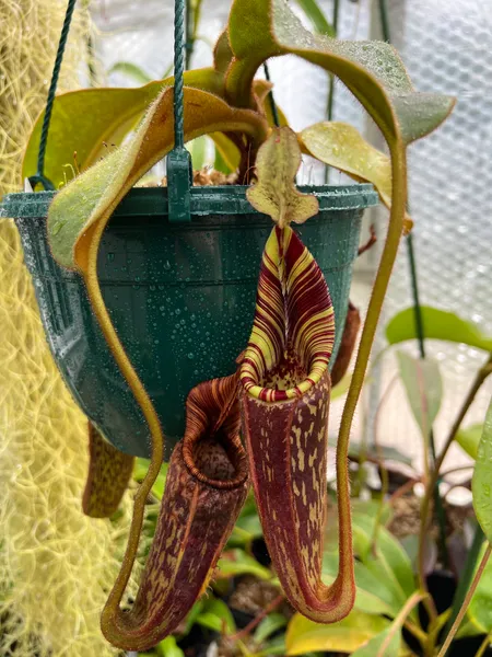 Nepenthes mollis: The distinctive tall peristome of N. mollis, striped yellow and brown.