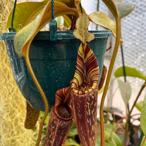Nepenthes mollis