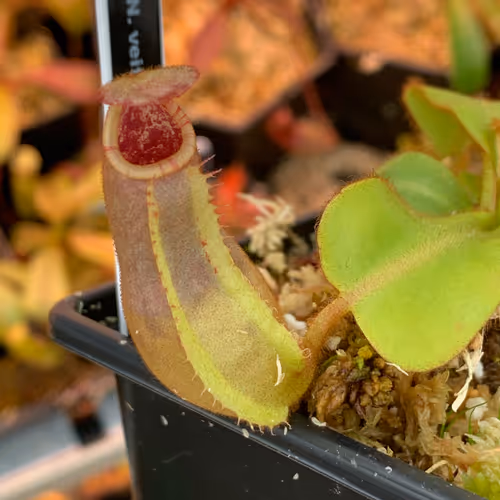 The exact same plant as a young seedling - note the striping already becoming visible!