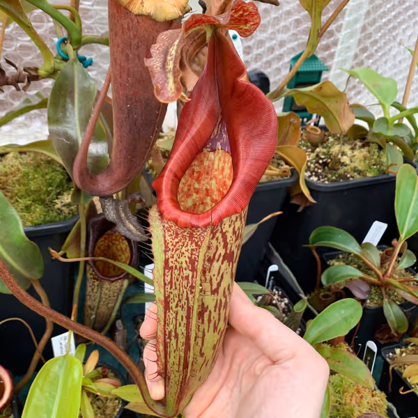 Nepenthes maxima: The famous female clone from Borneo Exotics (BE-3067), once mislabelled as N. eymae
