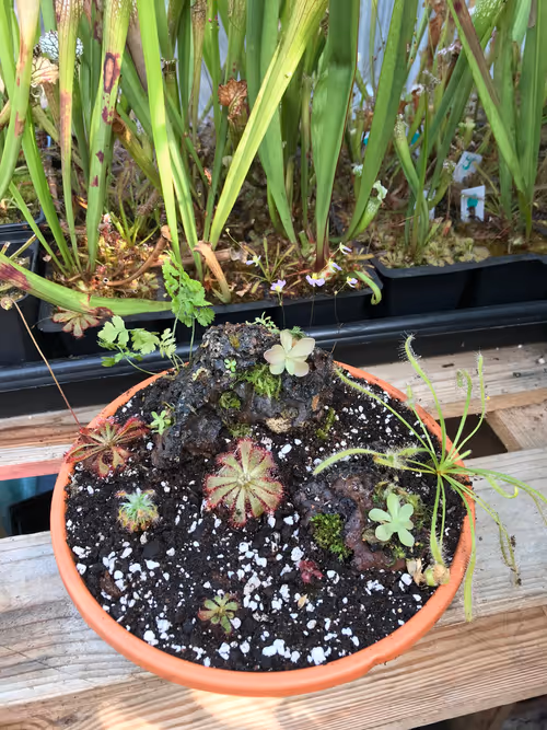 The finished carnivorous planter