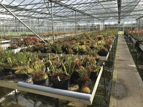 The greenhouse today. Flower buds and pitchers are starting to emerge from the dormant Sarracenia