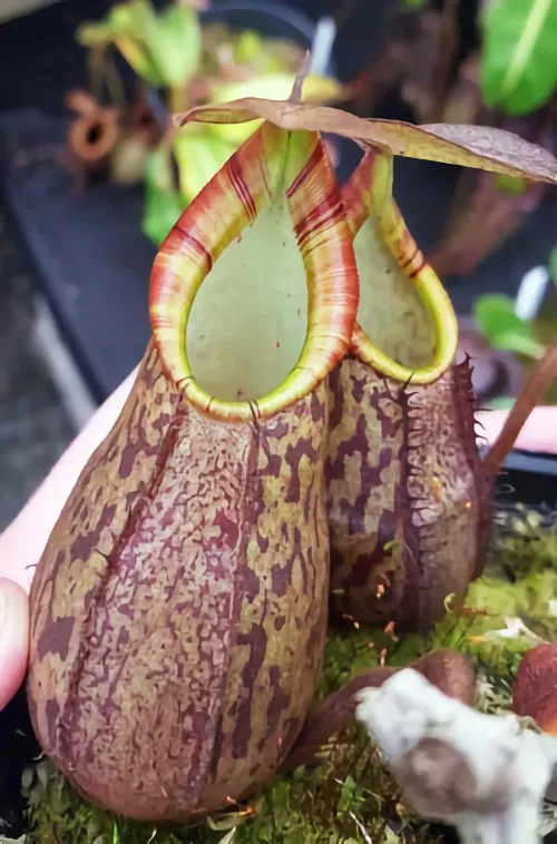 The male parent N. Lust, a Nepenthes lavicola.