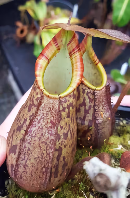 The male parent N. Lust, a Nepenthes lavicola