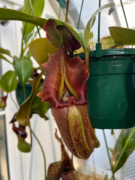 Nepenthes nebularum: The mid-point in the pitcher's lifecycle - a striking red peristome