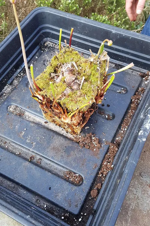 The original rhizome is in the centre of the pot. Each of the growing points is a potential new plant.