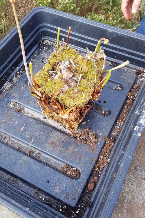 The original rhizome is in the centre of the pot. Each of the growing points is a potential new plant