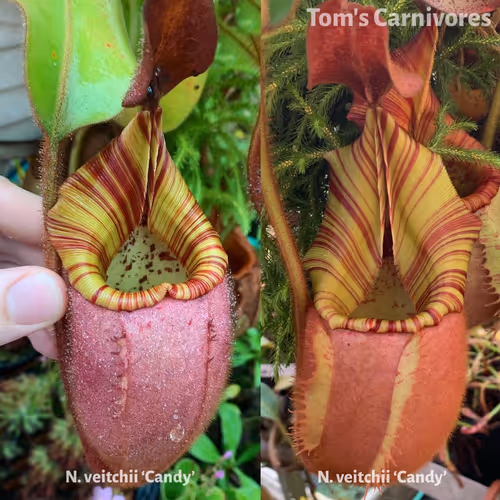 The parent plants of Nepenthes veitchii 'Candy' x 'Candy', photographed by me in Chris Klein's greenhouse