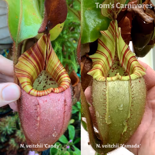 The parent plants of Nepenthes veitchii 'Candy' x 'Yamada', photographed by me in Chris Klein's greenhouse