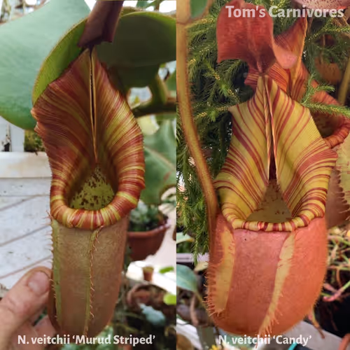 The parent plants of Nepenthes veitchii 'Murud Striped' x 'Candy', photographed by me in Chris Klein's greenhouse