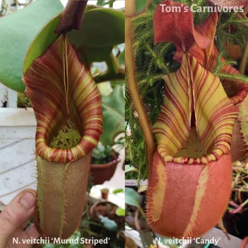 The parent plants of Nepenthes veitchii 'Murud Striped' x 'Candy', photographed by me in Chris Klein's greenhouse