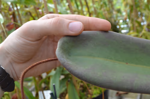 47. The distinctive peltate leaves of Nepenthes peltata