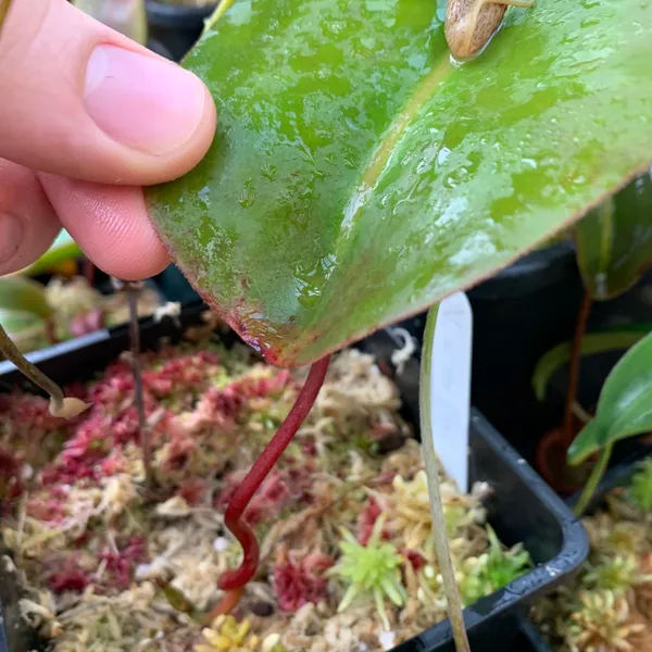 Nepenthes rajah: The peltate tendril insertion on N. rajah