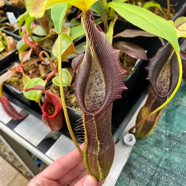 Nepenthes singalana