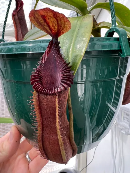 Nepenthes hamata x edwardsiana: The peristome darkens to deep purple as it ages.