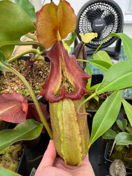 Nepenthes robcantleyi: The peristome darkens to red and folds back, as can be seen here.