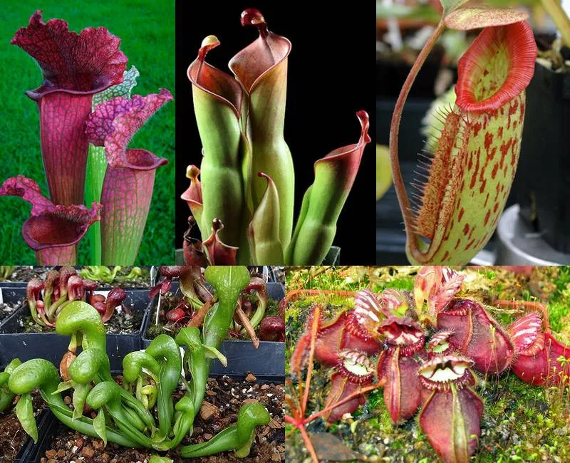 The pitcher plants, clockwise from top left - Sarracenia, Heliamphora, Nepenthes, Cephalotus, Darlingtonia. Courtesy of the ICPS.