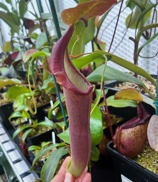 Nepenthes lingulata x truncata: The pitchers are initially reddish-purple, but darken with age.