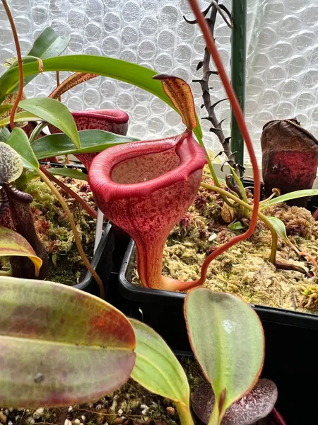 Nepenthes jamban: The pitchers inflate on the ends of particularly long tendrils