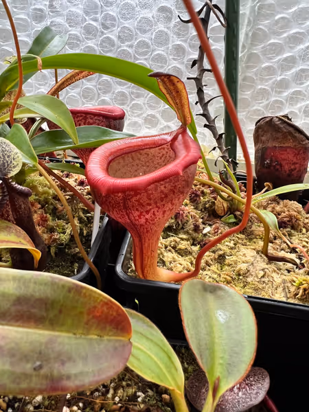 Nepenthes jamban: The pitchers inflate on the ends of particularly long tendrils