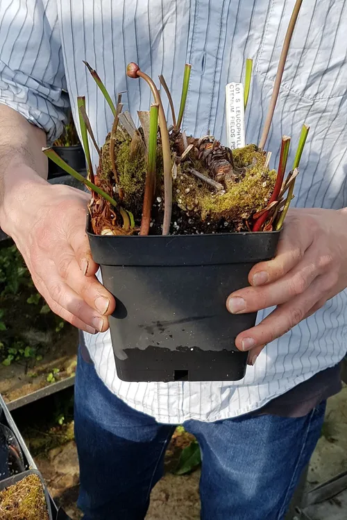 The plant to be repotted and divided