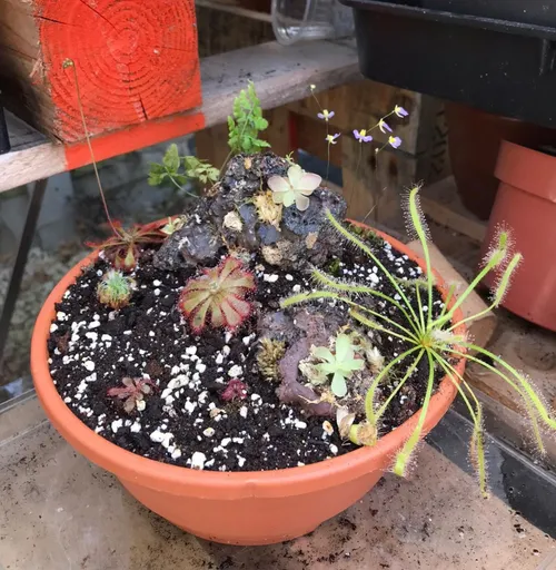 The planter, one week after planting