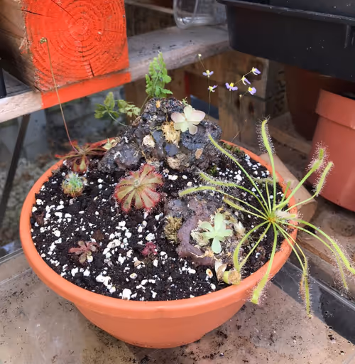 The planter, one week after planting