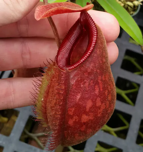 The pronounced influence of Nepenthes aristolochioides, this is N. aristolochioides x hamata.