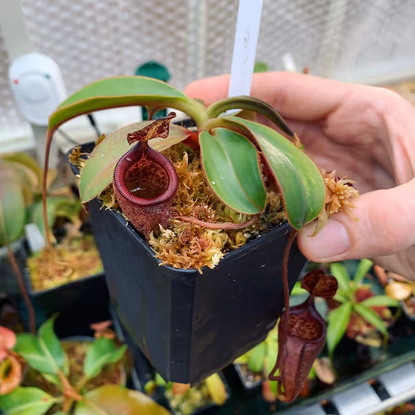 Nepenthes attenboroughii: The same plant, but as a seedling, many years previously. N. attenboroughii can be quite slow