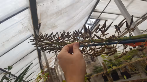 The spike on Nepenthes Titan, with developing seed pods