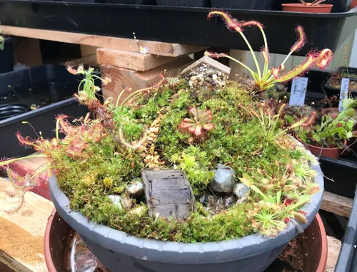 The sundew cottage display