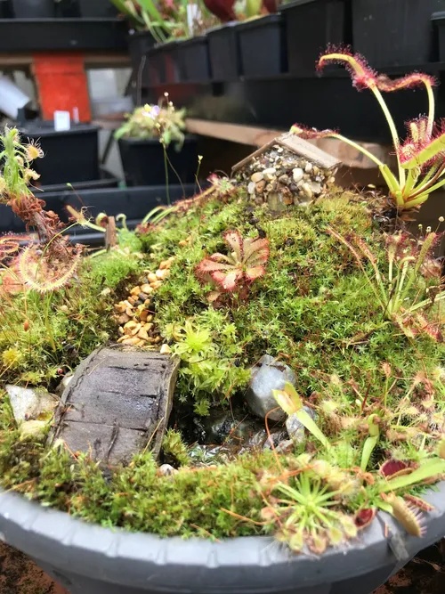 The sundew cottage display_close_up