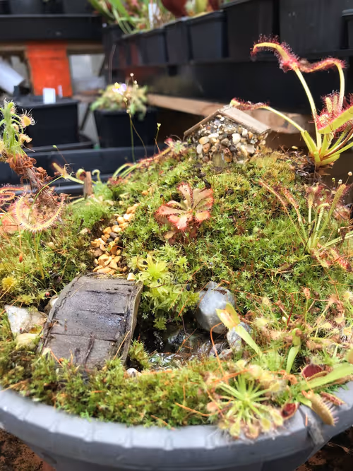 The sundew cottage display_close_up
