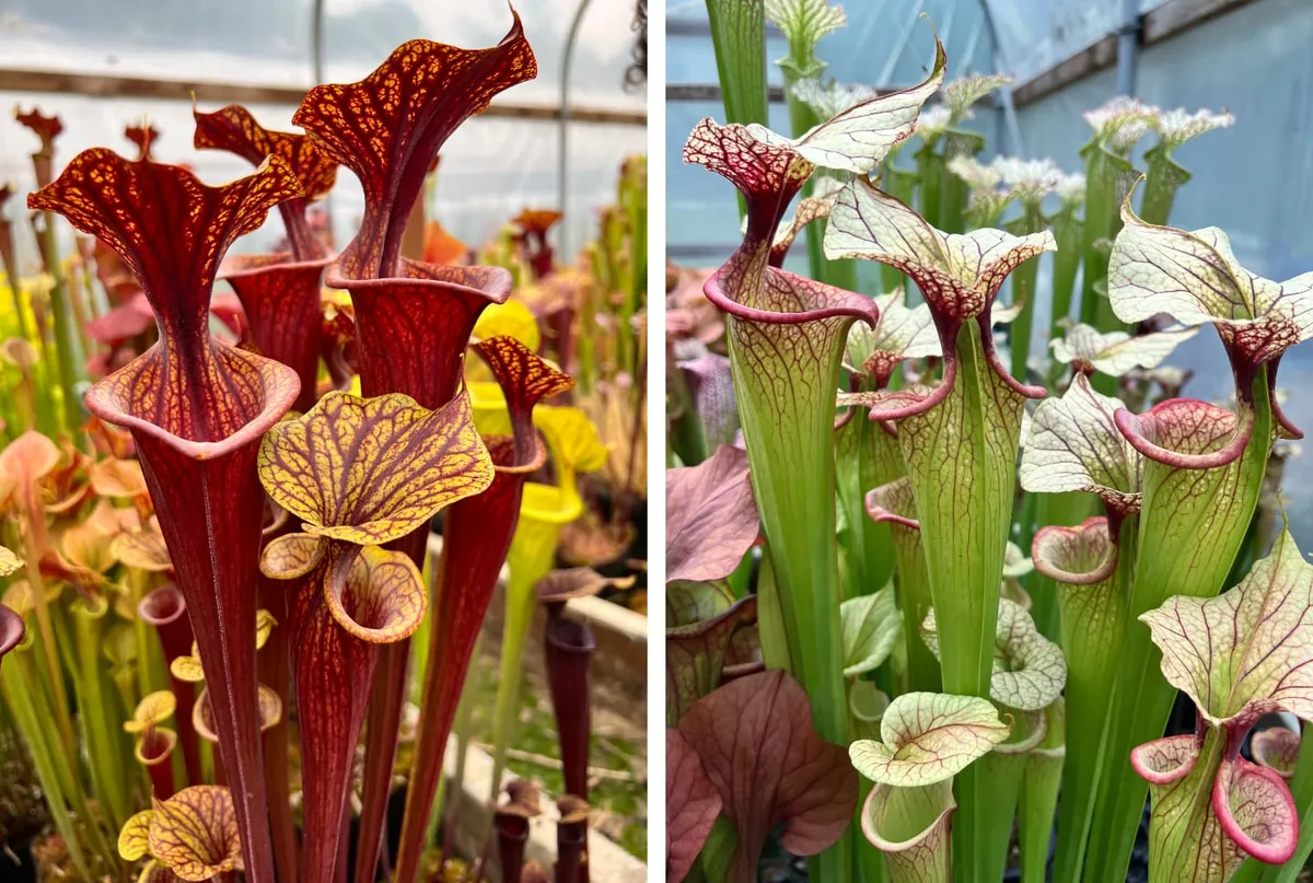 The tall erect species of Sarracenia, often known as trumpet pitchers, grow best in full sun. Here is S. flava and S. x moorei.