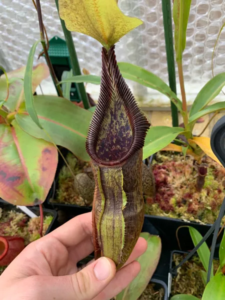 Nepenthes singalana: The teeth look almost white in the right light.