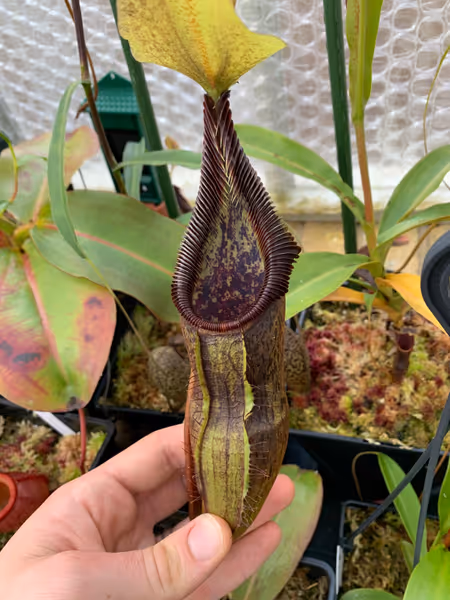 Nepenthes singalana: The teeth look almost white in the right light
