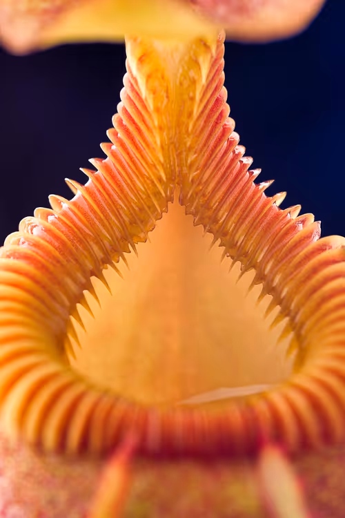 The toothy peristome of Nepenthes villosa