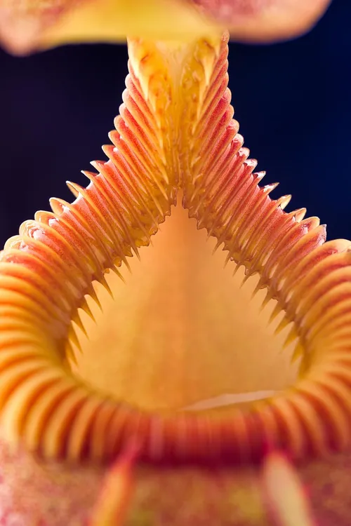 The toothy peristome of Nepenthes villosa