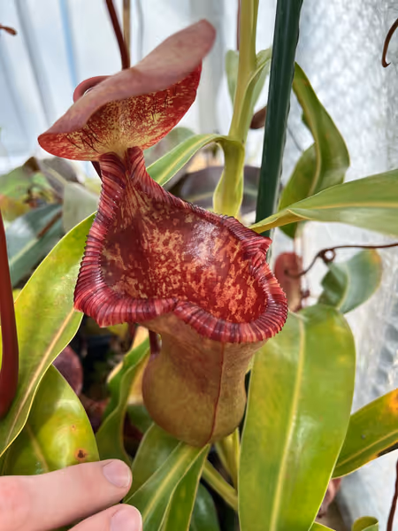 Nepenthes lowii x ventricosa: The upper pitchers are often distorted, and very reminiscent of N. lowii