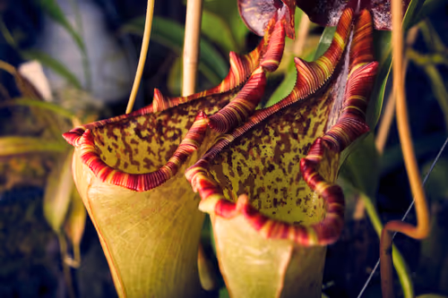 The warped peristome of Nepenthes lowii x Gothica, one of the nursery's breeding plants