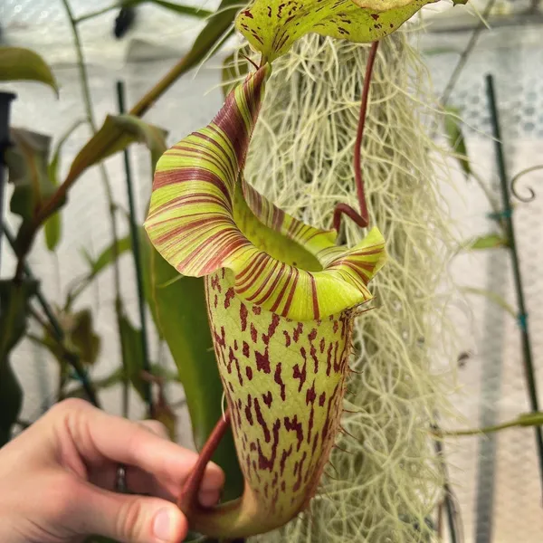 Nepenthes veitchii x platychila: There's well over 12 foot of vine snaking around my greenhouse, at least 3 growth points, all producing pitchers like these