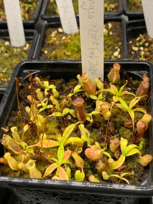 These are about 18 months old and in their second pot - probably due another repot soon