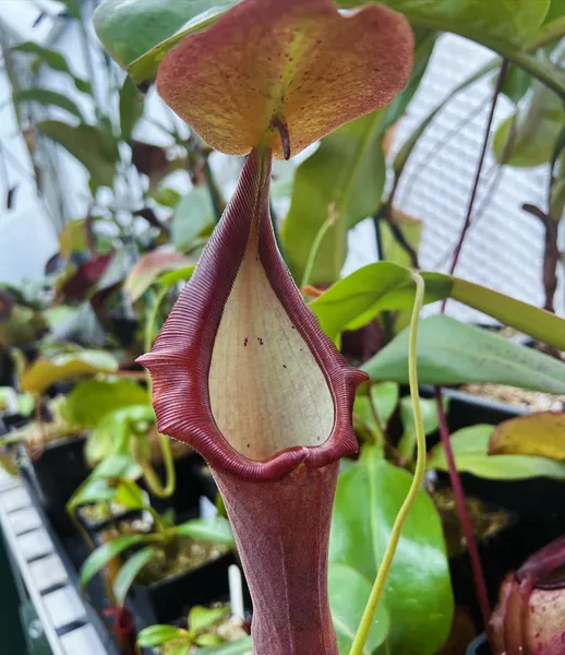 Nepenthes lingulata x truncata: This hybrid inherits the lid appendage from N. lingulata.