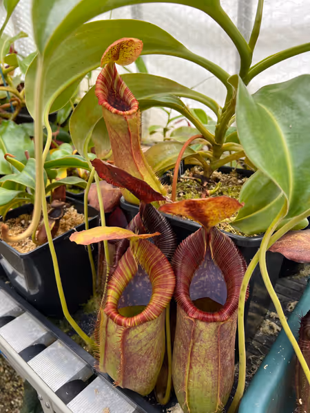 Nepenthes spathulata x lowii: This individual now has 2 growth points, meaning I get to enjoy the basal pitchers while it vines