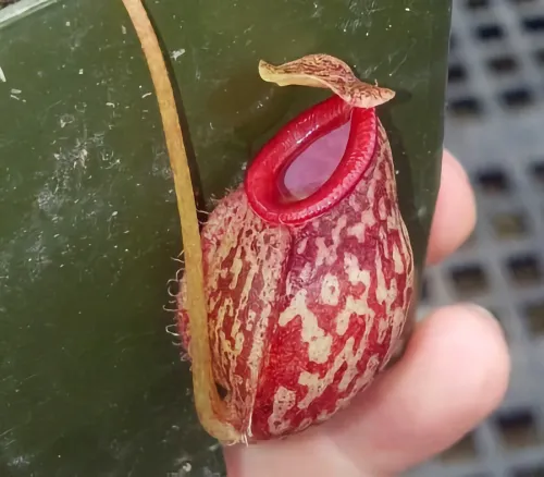 This is Nepenthes aristolochioides x glabrata.