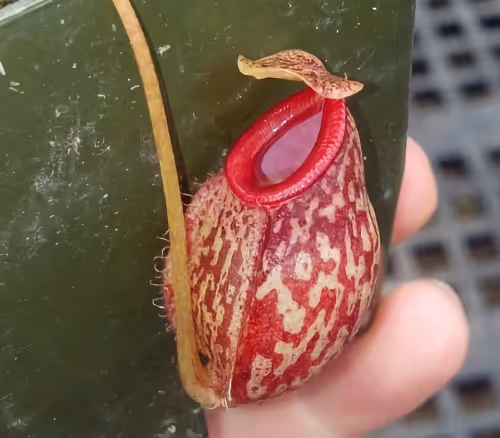 This is Nepenthes aristolochioides x glabrata